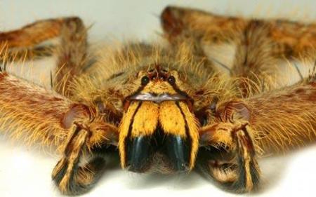 heteropoda davidbowie
